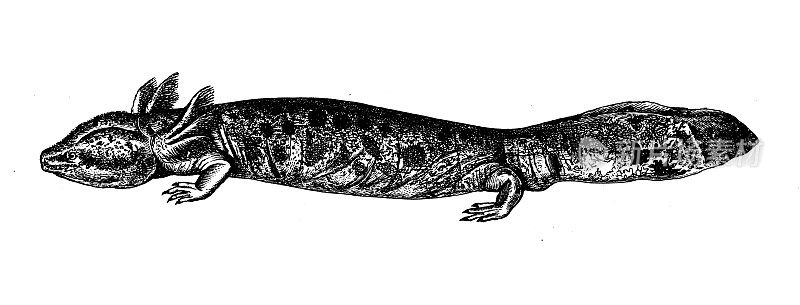 古代生物动物学图像:外侧Menobranchus lateral
